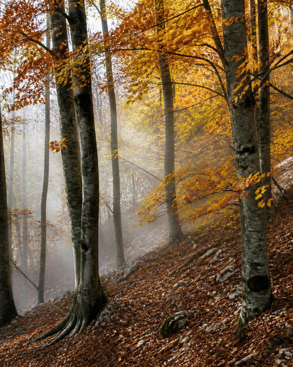 Faggeta autunnale con foglie dorate e nebbia nei Monti Sibillini