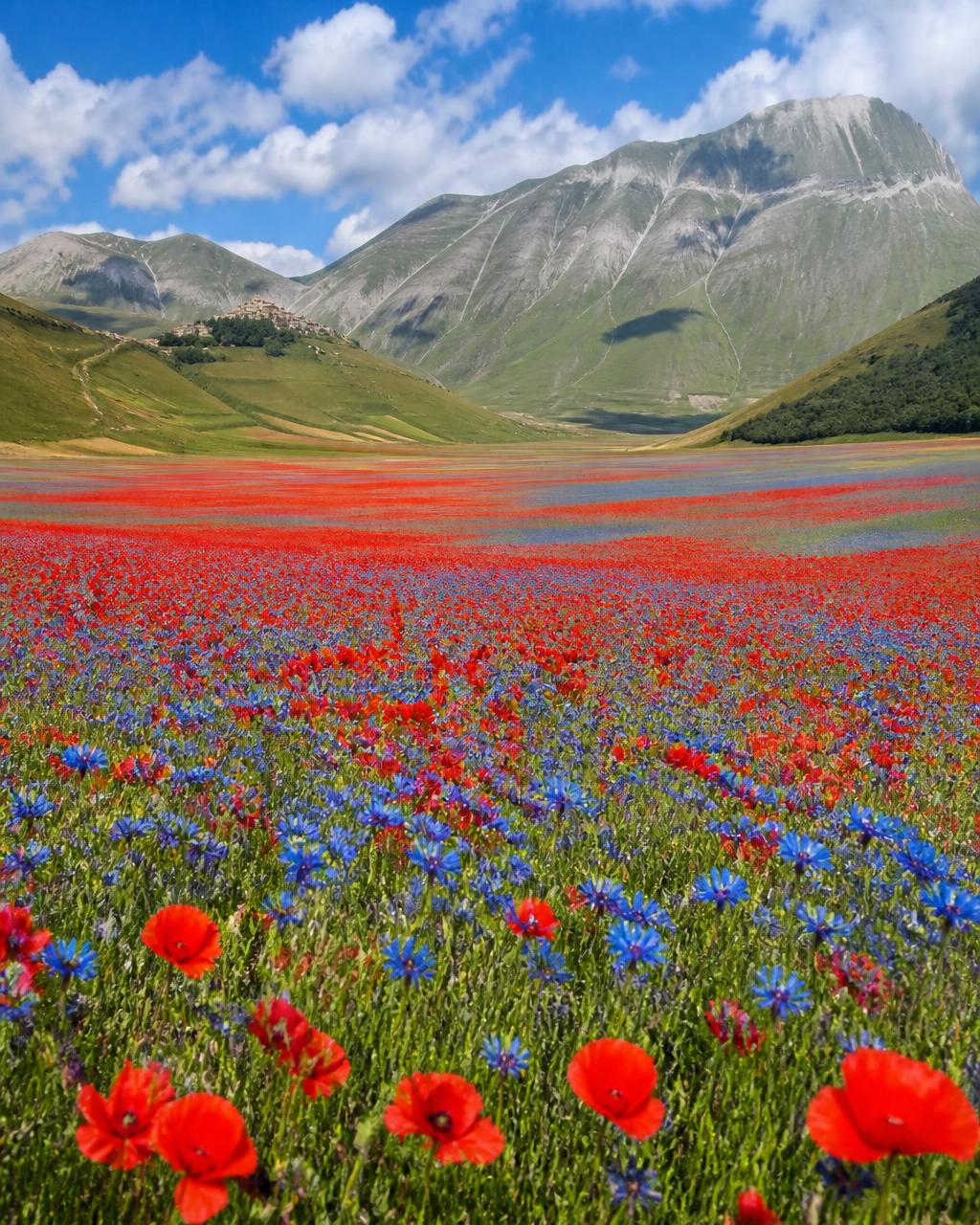 Fioritura di papaveri e fiordalisi sul piano di Castelluccio con i Monti Sibillini sullo sfondo